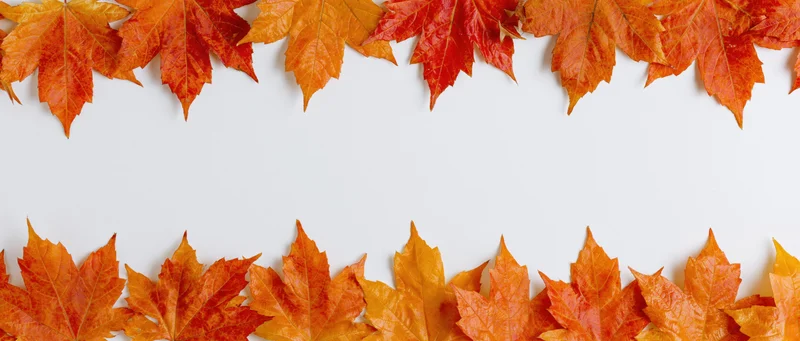 Autumn maple leaves arranged in two horizontal rows forming a border on white background with copyspace