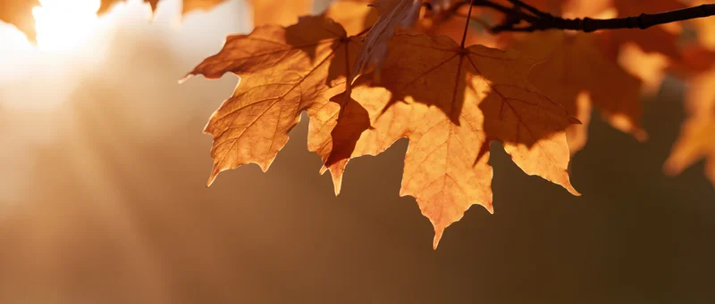 Maple leaves backlit by low sun hanging from a branch in autumn