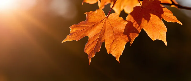 Backlit autumn maple leaves hanging from a branch in warm sunlight