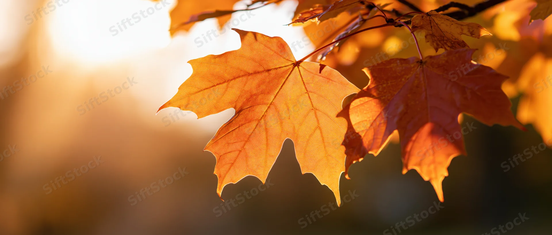 Maple leaves backlit by low sun hanging from a branch in autumn
