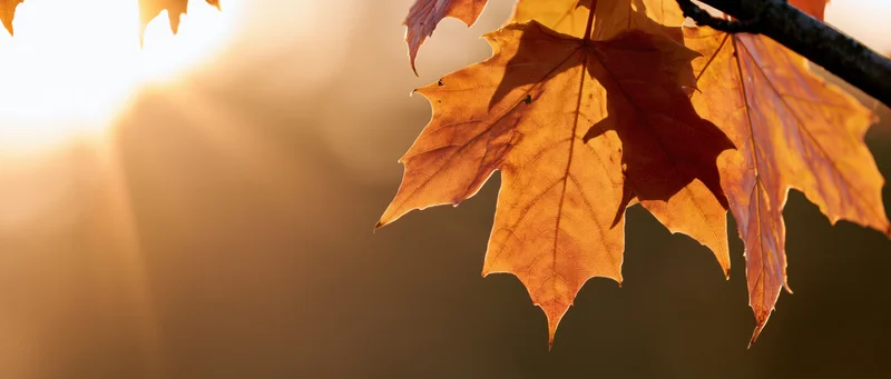Maple leaves backlit by low sun hanging from a branch in autumn forest