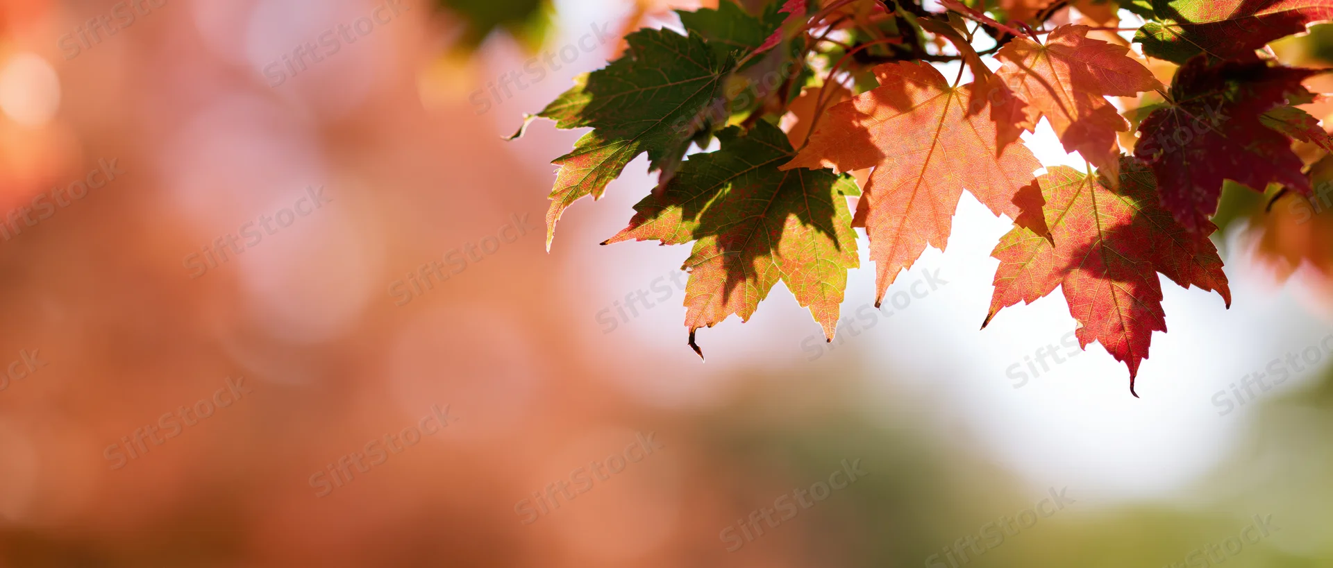 Maple leaves in autumn colors clustered in the upper right corner against a blurred natural background