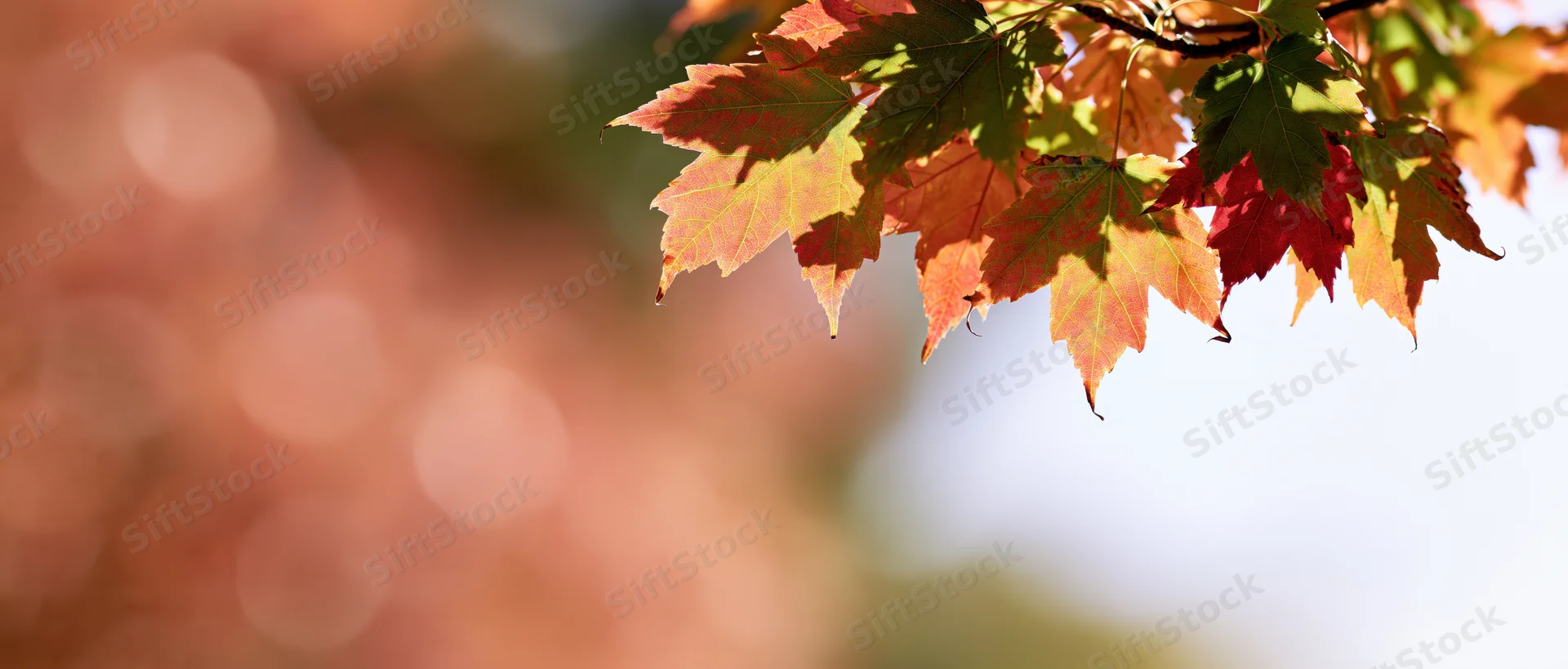Maple leaves in autumn colors clustered in the upper right corner against a blurred natural background