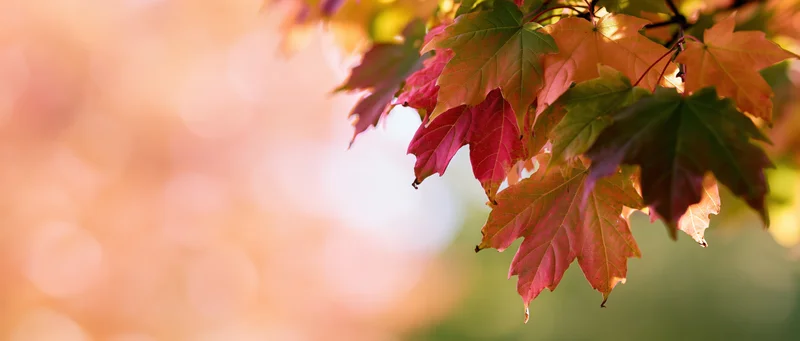 Maple leaves in autumn colors clustered in the upper right corner against a soft blurred background