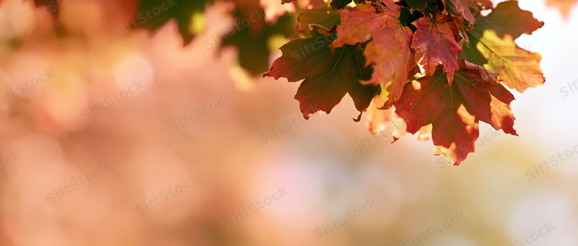 Autumn maple leaves clustered in the upper right corner against a soft blurred background