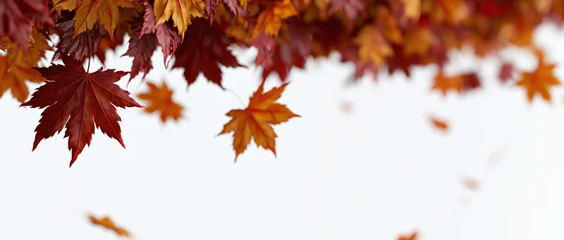 Autumn maple leaves cascading downward against a white background