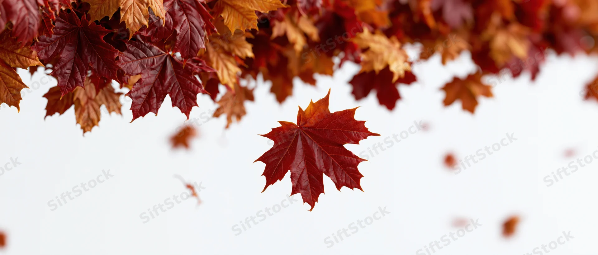Red and orange maple leaves falling from a branch against a white background with copyspace