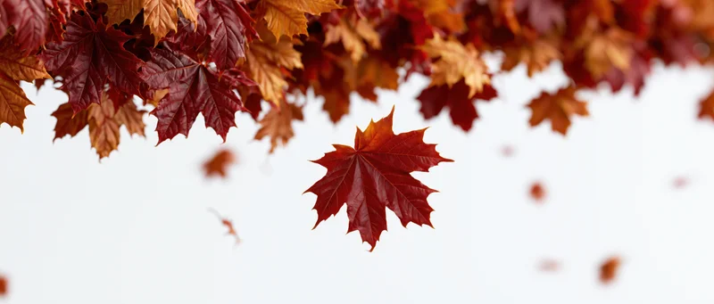 Red and orange maple leaves falling from a branch against a white background with copyspace