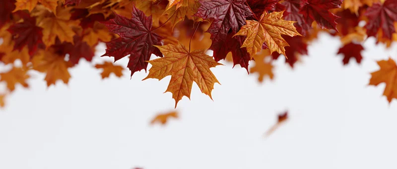 Maple leaves falling in cascade against white background with copyspace below