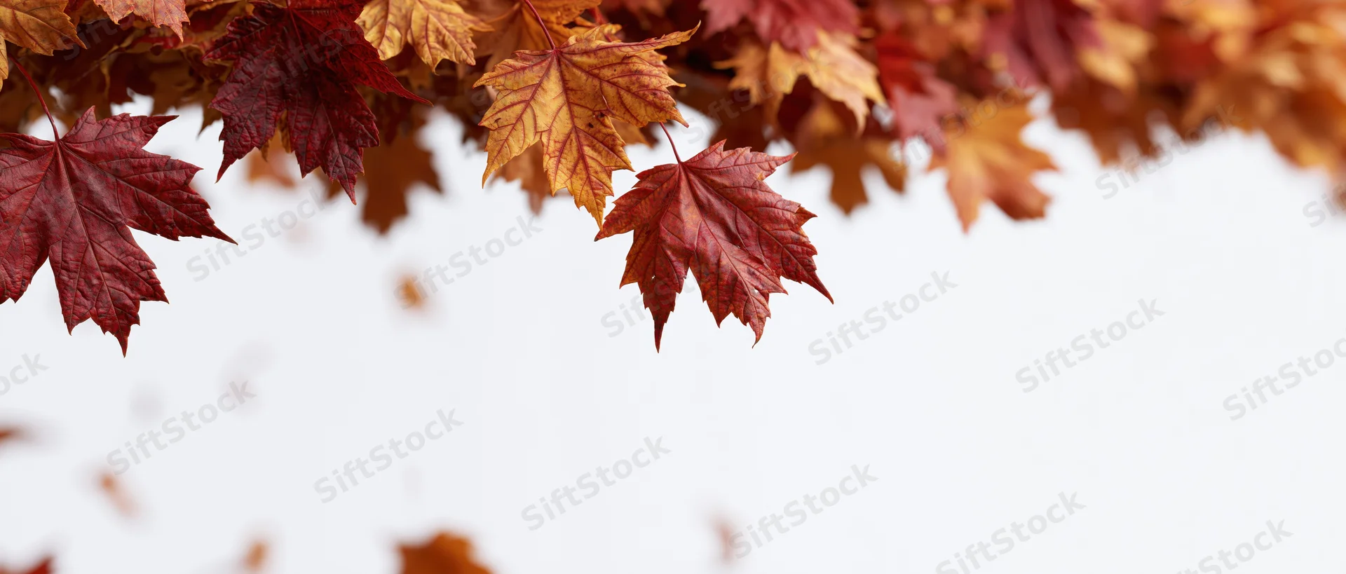 Maple leaves falling downward against a white background with copyspace
