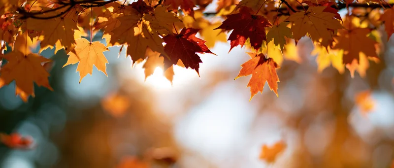 Maple leaves in autumn colors hanging from branches with sunlight filtering through