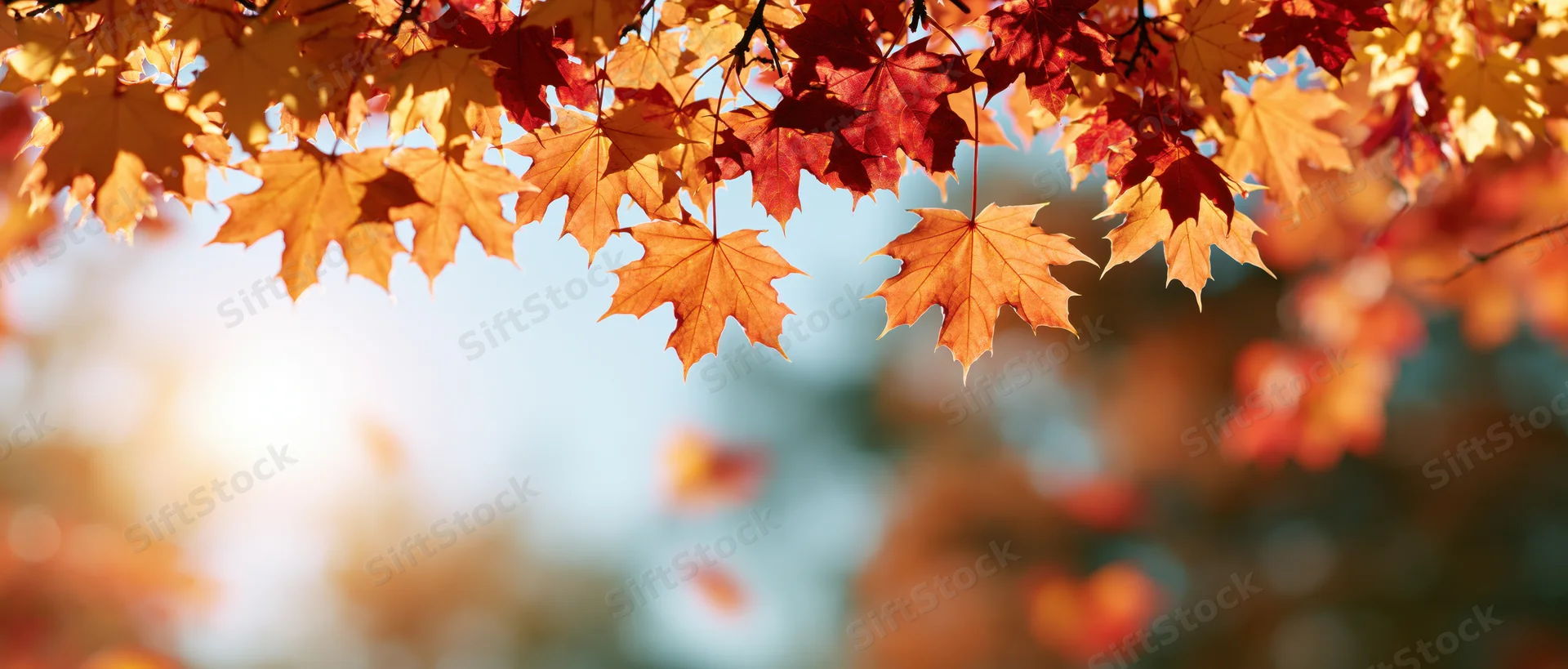 Maple leaves hanging from branches against a bright sky with soft bokeh background