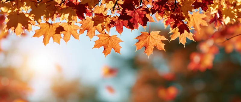 Maple leaves hanging from branches against a bright sky with soft bokeh background