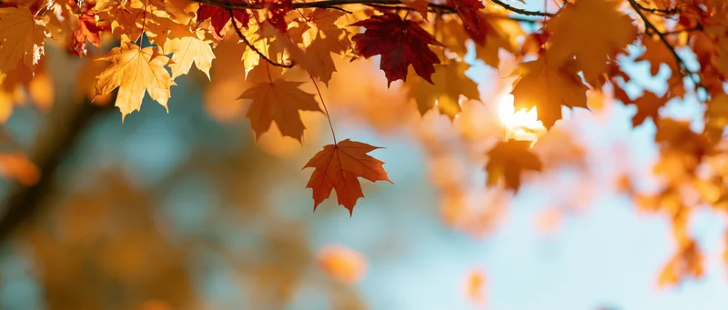 Maple leaves hanging from branches with sunlight filtering through in autumn