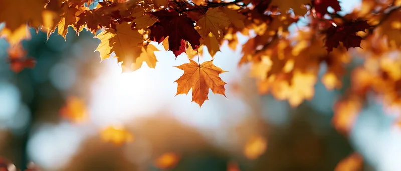 Maple leaves hanging from branches in autumn sunlight with blurred background