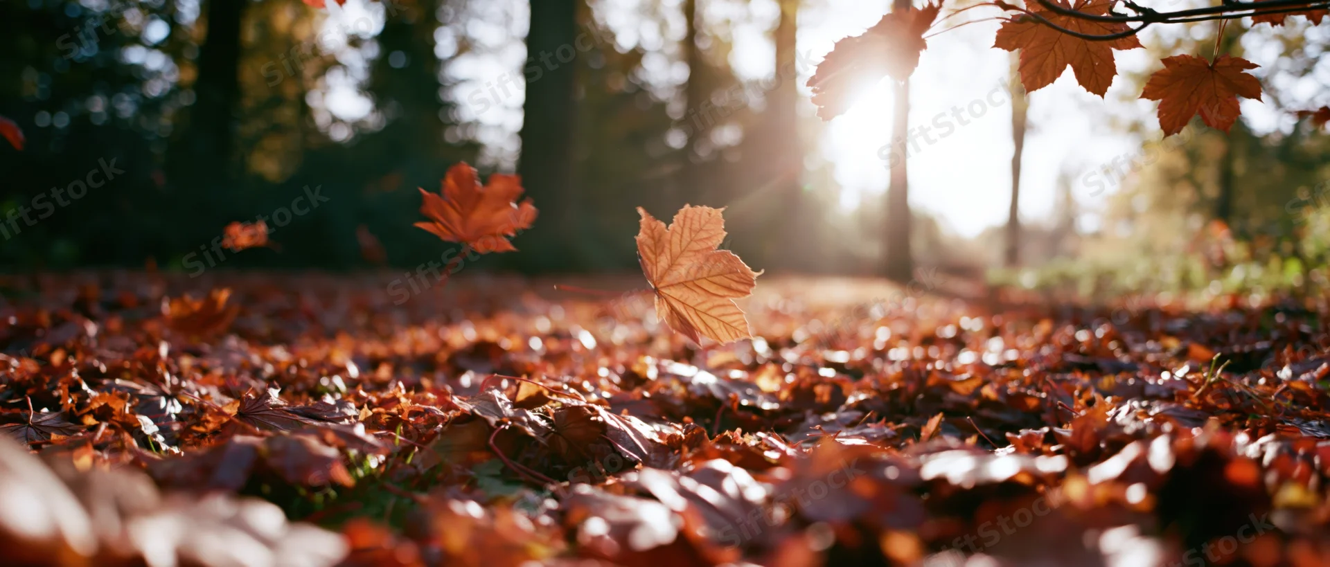 Maple leaves falling and scattered across forest floor in autumn sunlight