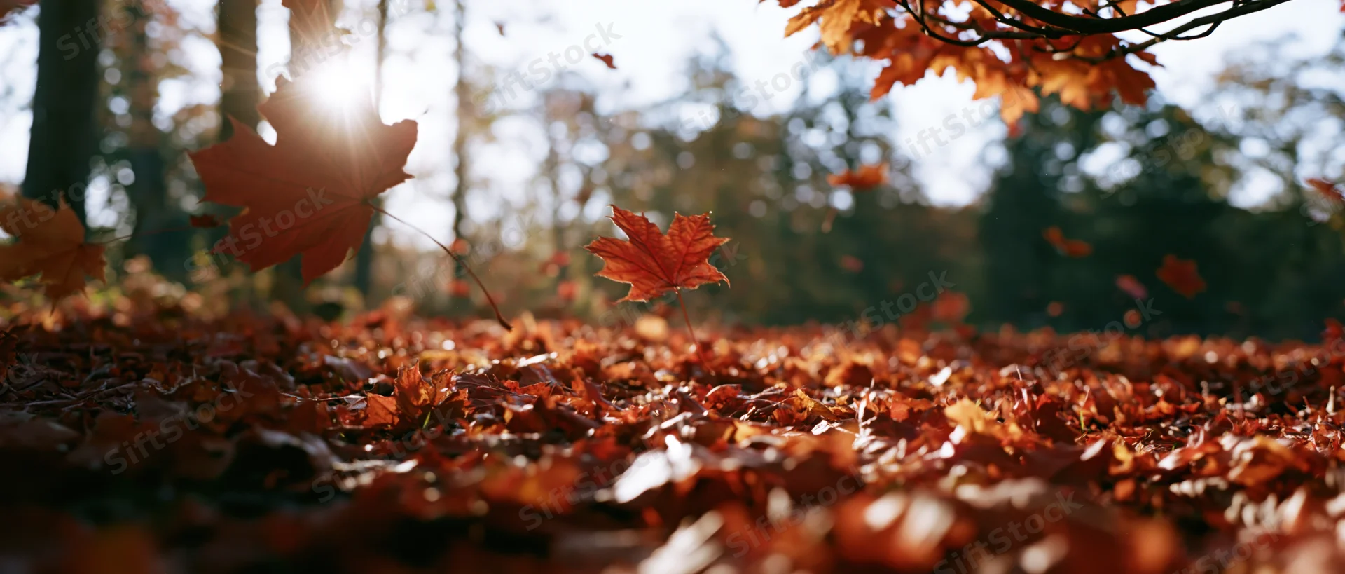 Falling maple leaves scattered across forest floor in autumn sunlight