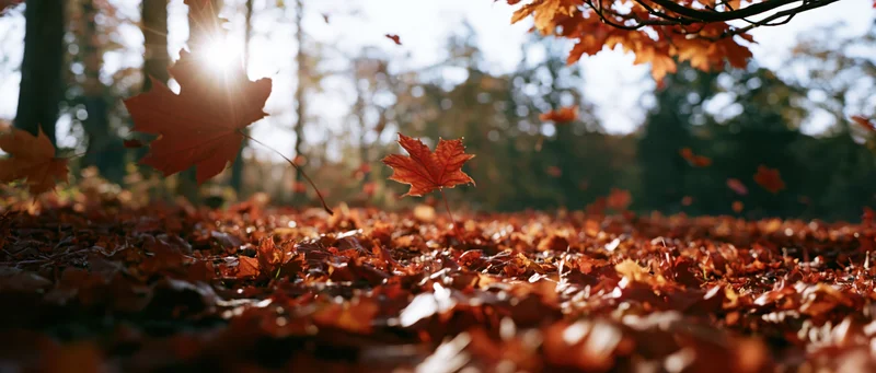 Falling maple leaves scattered across forest floor in autumn sunlight