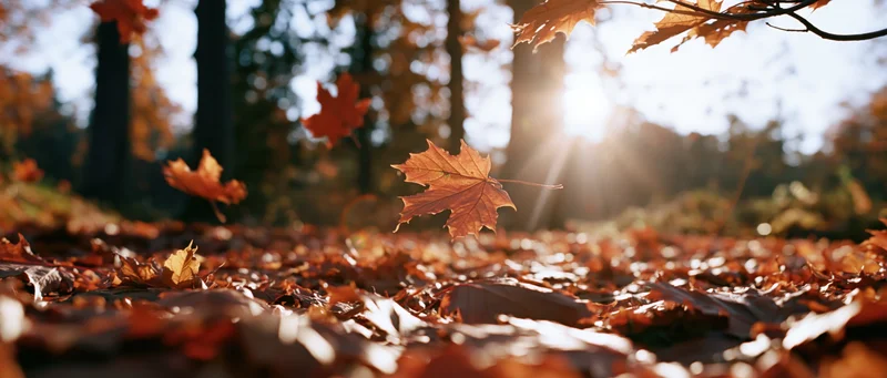 Maple leaves falling and scattered across forest floor in autumn sunlight