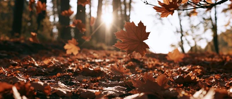 Maple leaves falling and scattered across a forest floor in autumn sunlight