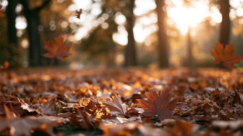 Maple leaves falling and scattered across park ground in autumn forest at golden hour