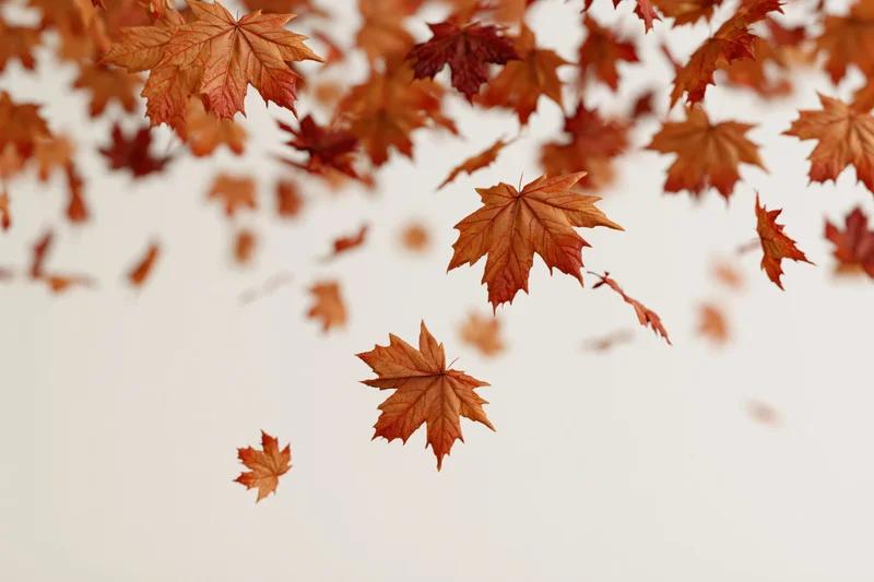 Maple leaves falling and scattered across the top of a plain background with copyspace below