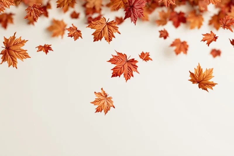 Autumn maple leaves scattered across the top of a light background with copyspace below