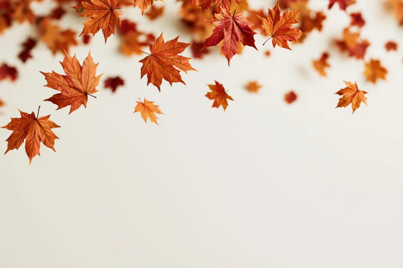 Autumn maple leaves scattered across the top of a white background with copyspace below