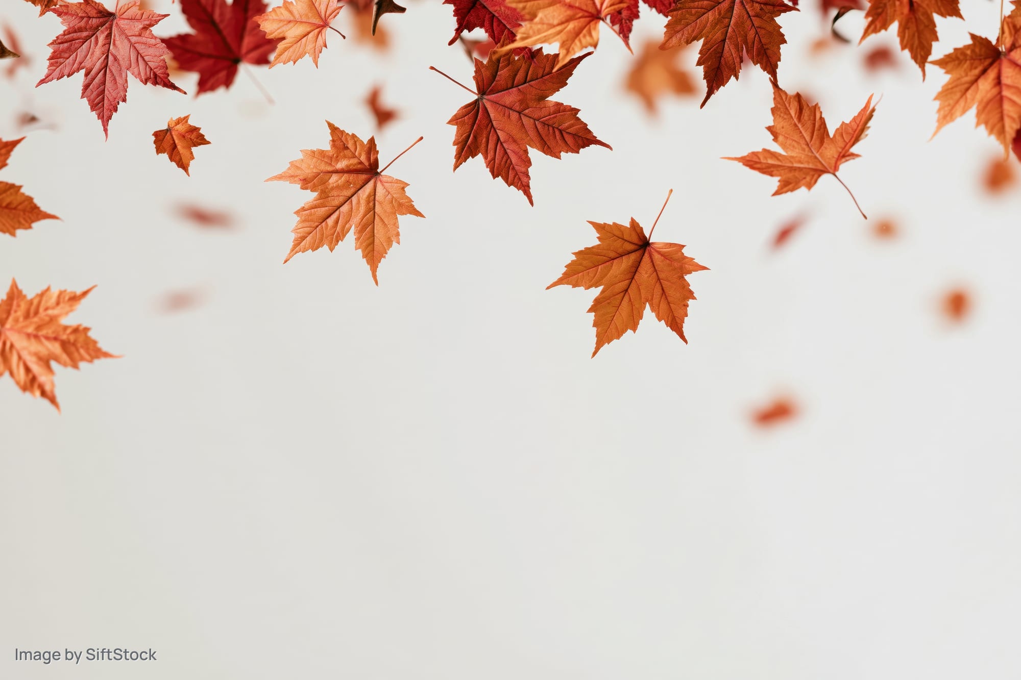 Maple leaves falling and scattered across the top of a white background with copyspace below