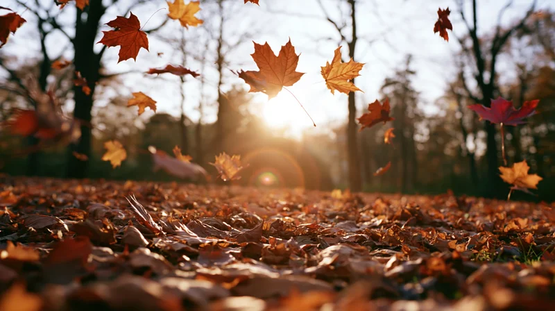 Maple leaves falling and swirling in a forest at autumn, sunlight glowing through trees above a carpet of fallen leaves