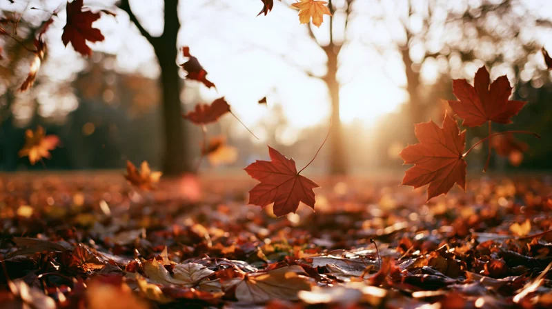 Maple leaves falling and swirling midair above a carpet of fallen foliage in a sunlit forest during autumn