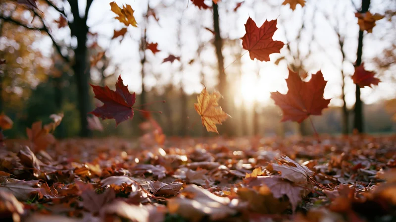 Maple leaves falling and swirling in a forest at autumn, sunlight filtering through trees above a carpet of fallen leaves
