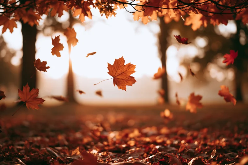 Maple leaves falling in midair over a park clearing with sunlight filtering through trees