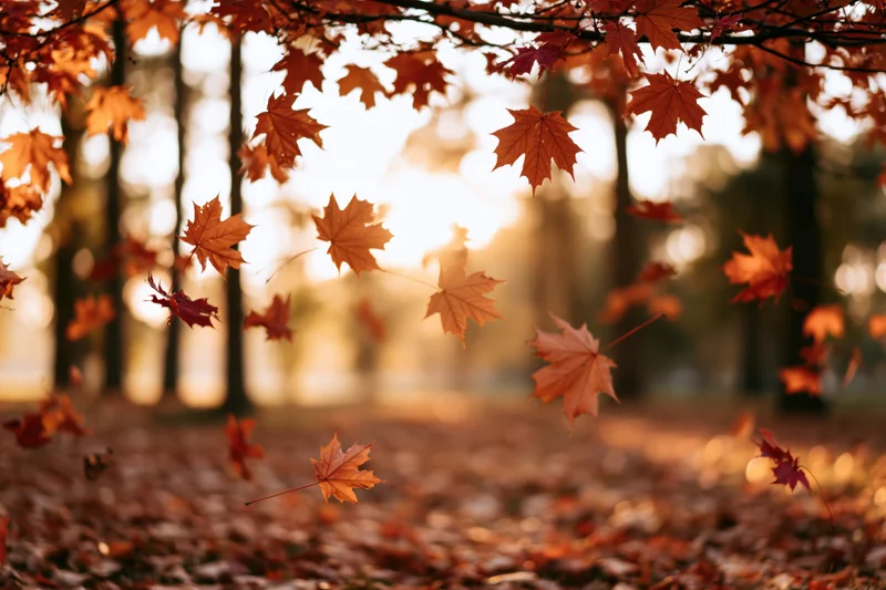 Maple leaves falling midair in a park clearing at autumn sunset