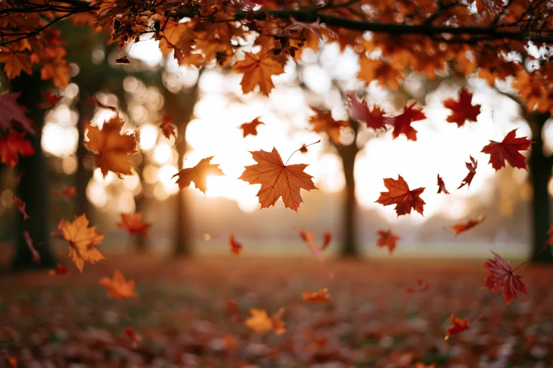 Maple leaves falling midair in a park clearing at sunset