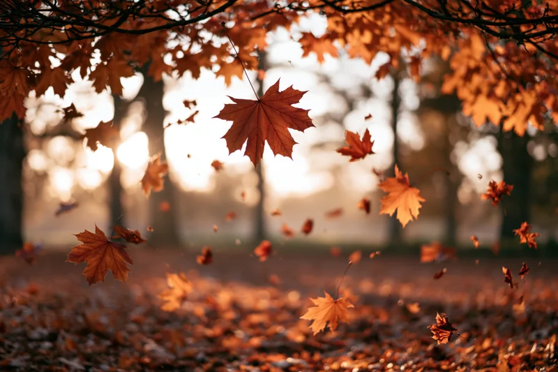 Maple leaves falling midair in a park clearing with sunlight filtering through branches