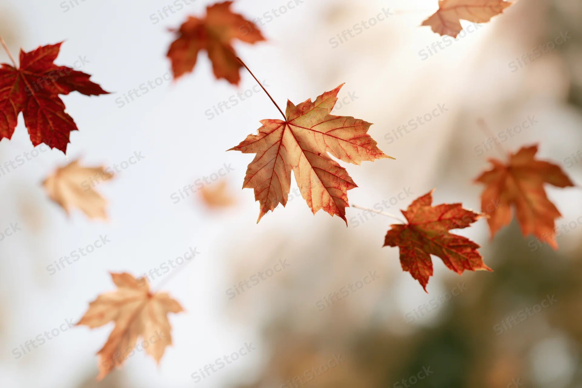 Maple leaves floating in mid-air against a soft glowing background