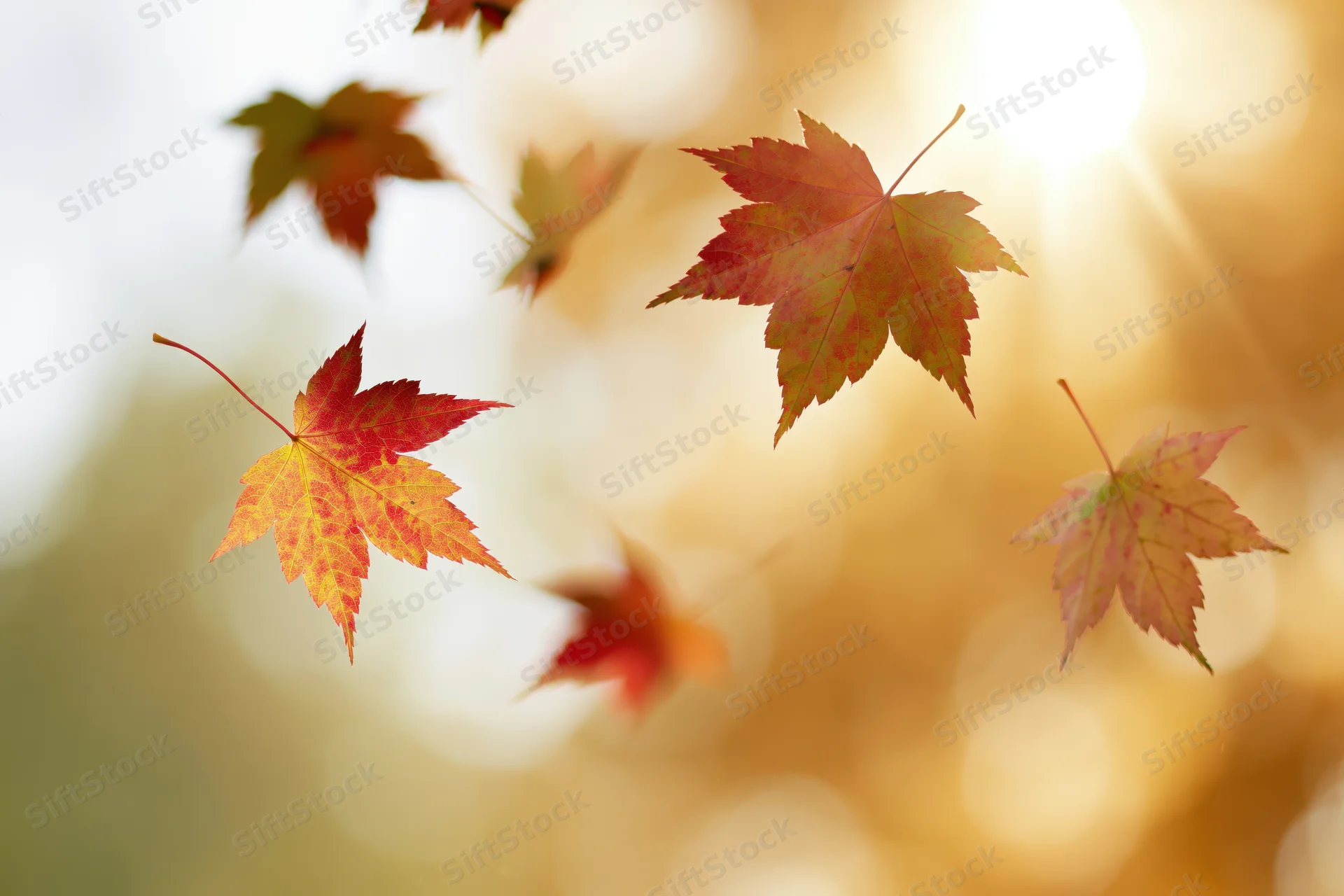 Maple leaves floating in autumn air against a glowing soft background
