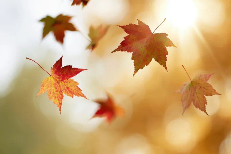 Maple leaves floating in autumn air against a glowing soft background