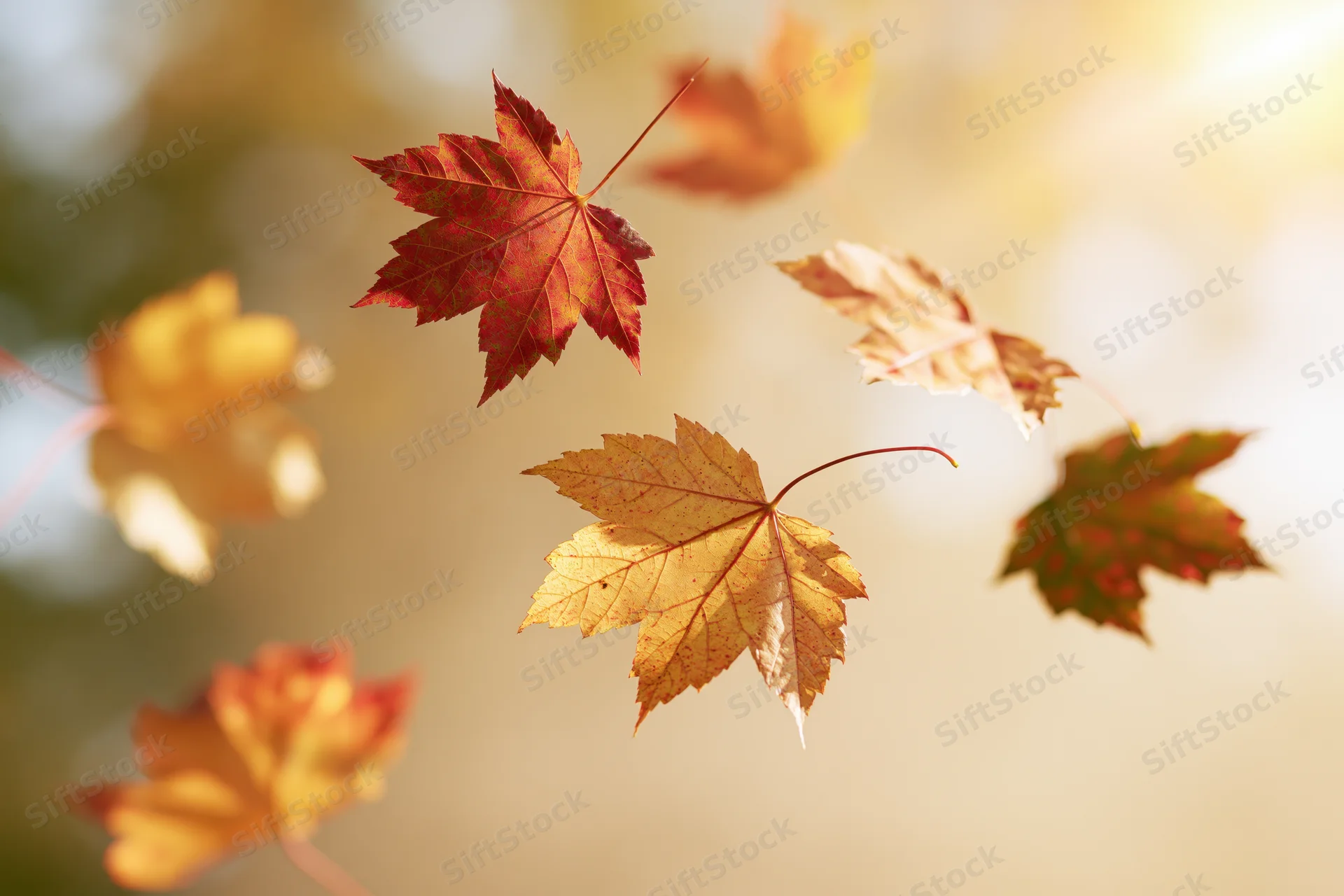 Maple leaves floating in mid-air against a soft glowing background