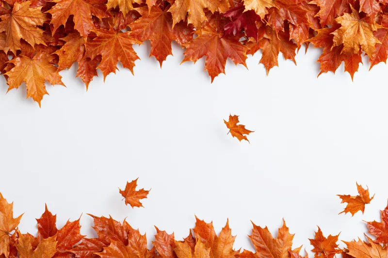 Autumn maple leaves arranged in a border frame on white background with copyspace