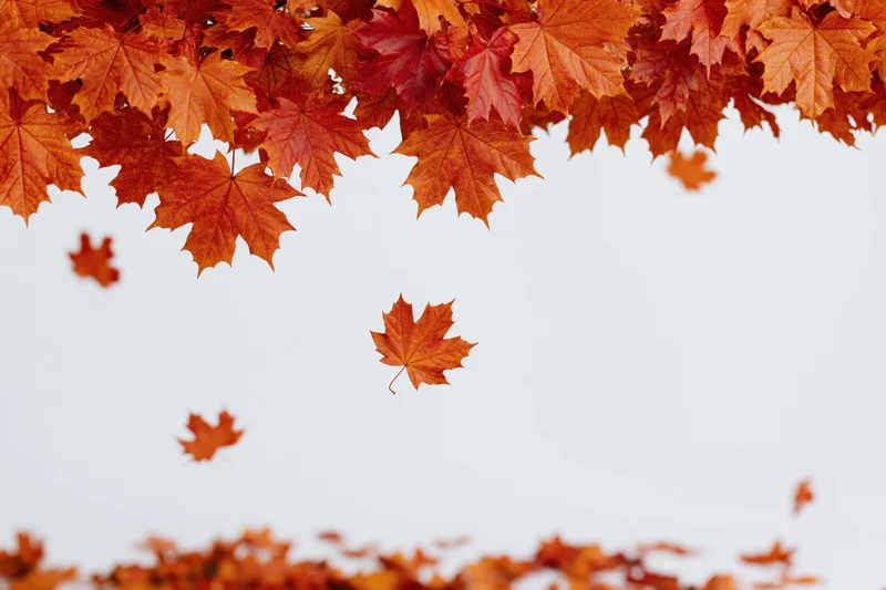 Autumn maple leaves forming a natural border frame with falling leaves against a white sky background
