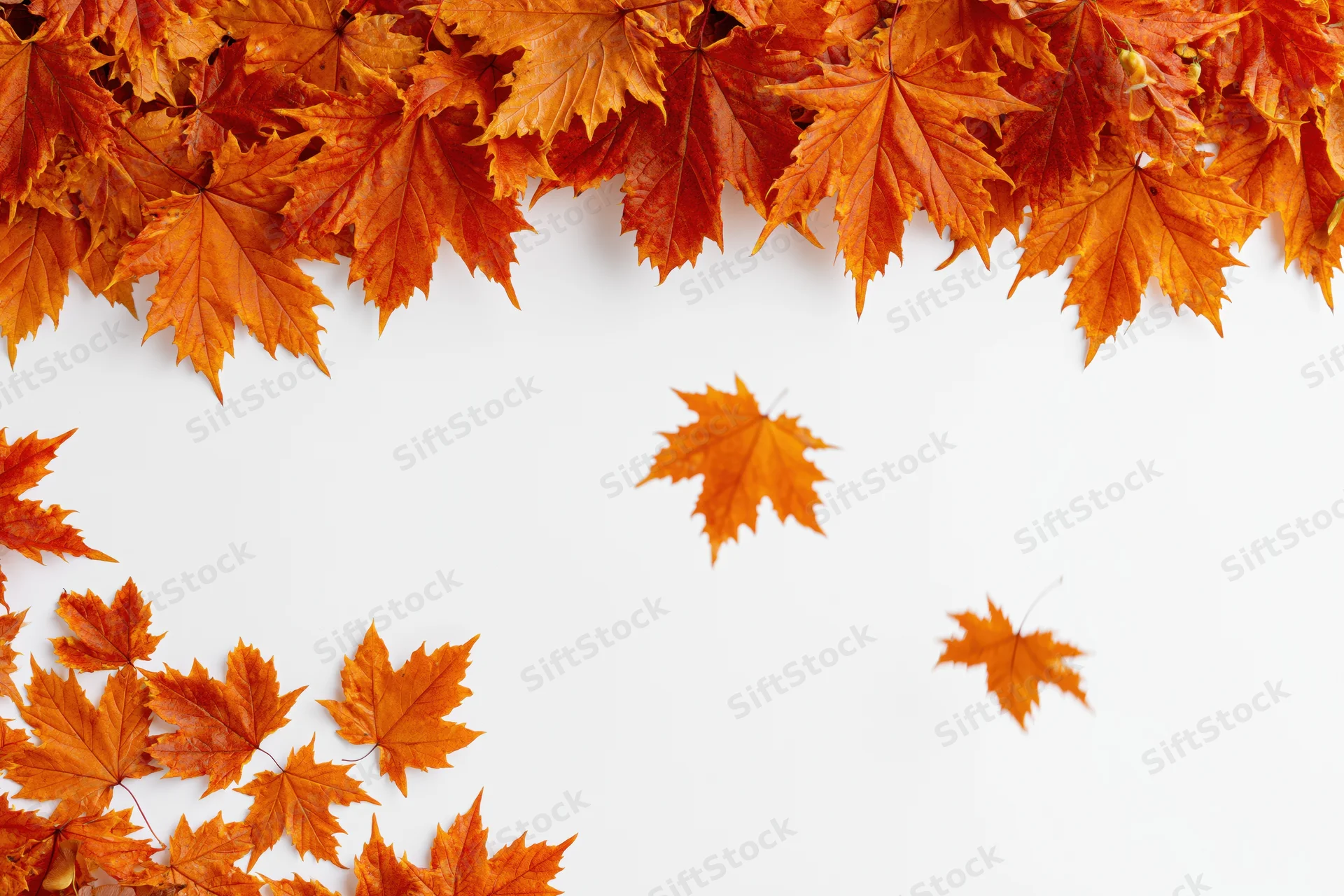 Autumn maple leaves arranged in a border frame on white background with copyspace