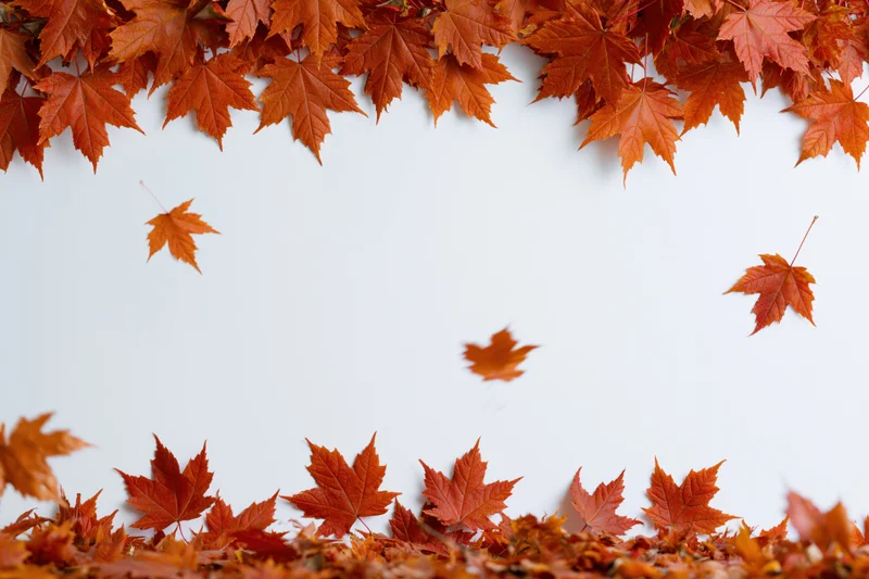 Autumn maple leaves arranged in a border frame on white background with copyspace