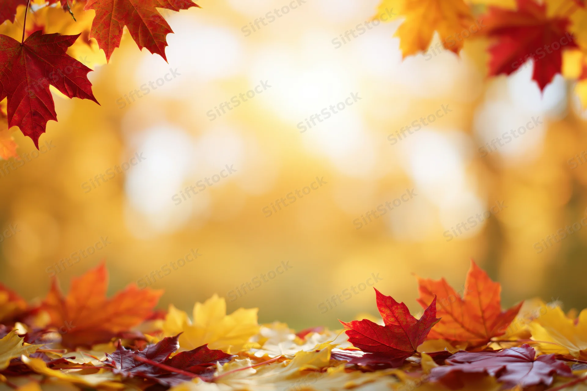 Autumn maple leaves framing the edges of a wide horizontal shot with blurred golden background
