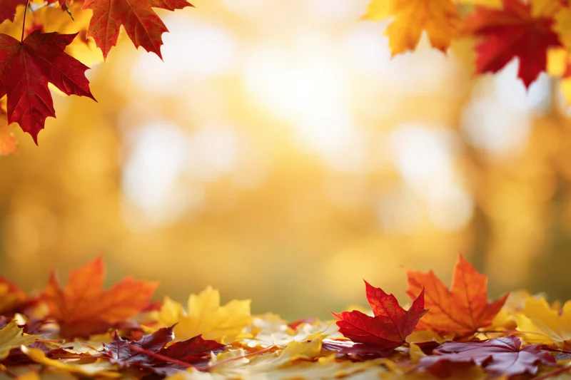 Autumn maple leaves framing the edges of a wide horizontal shot with blurred golden background