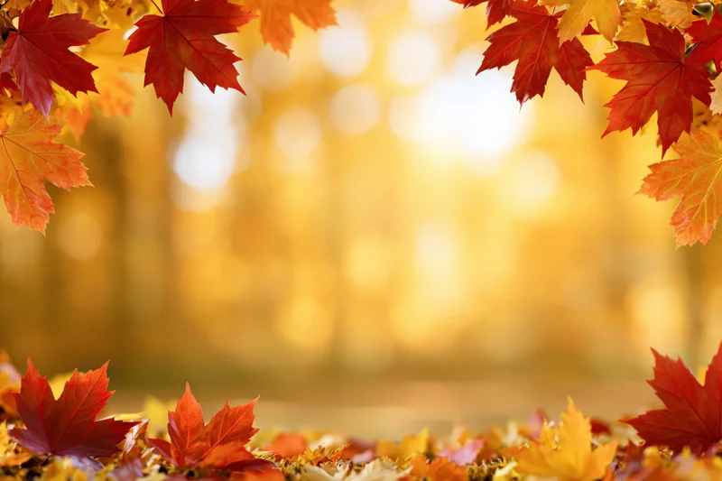Autumn maple leaves framing the edges of a wide horizontal scene with golden bokeh background