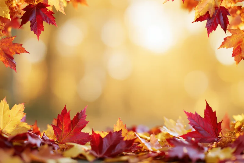 Autumn maple leaves framing the edges of a wide horizontal shot with warm bokeh background