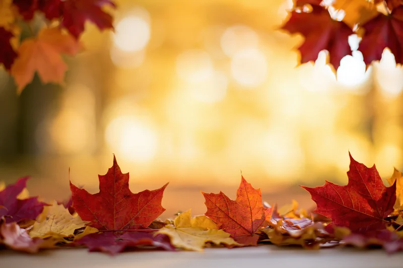 Autumn maple leaves arranged along the frame edges with warm bokeh background