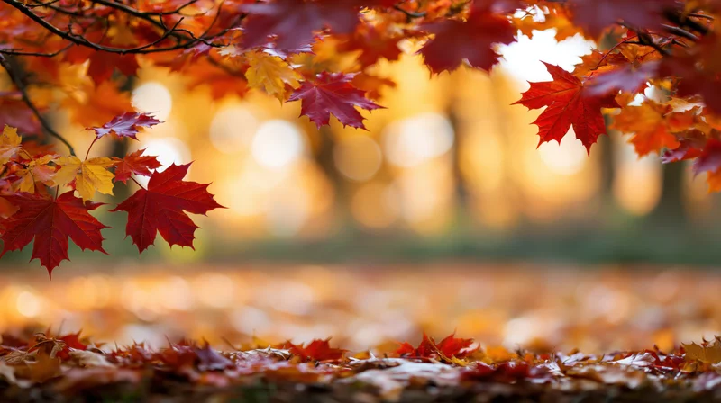 Autumn maple leaves framing the frame with fallen foliage on the ground in a sunlit forest